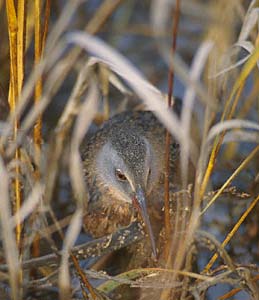 Virginia Rail (Rallus limicola) photo image