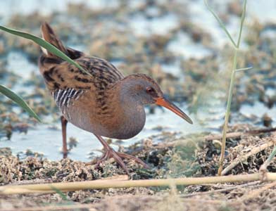 Water Rail (Rallus aquaticus) photo image