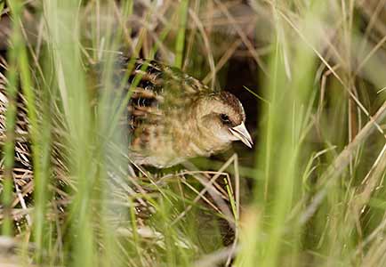 Yellow Rail (Coturnicops noveboracensis) photo image