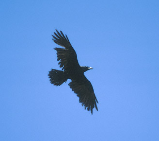 Chihuahuan Raven (Corvus cryptoleucus) photo image