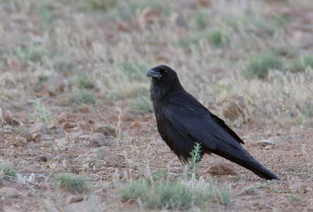Chihuahuan Raven (Corvus cryptoleucus) photo image