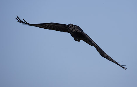 Northern Raven (Corvus corax) photo image