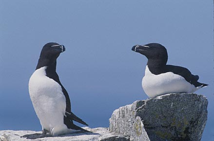 Razorbill (Alca torda) photo image