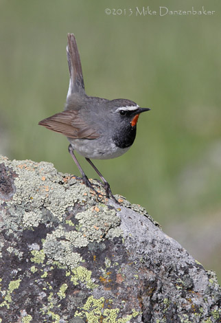 White-tailed Rubythroat (Luscinia pectoralis) photo