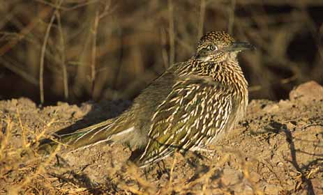 Greater Roadrunner (Geococcyx californianus) photo image