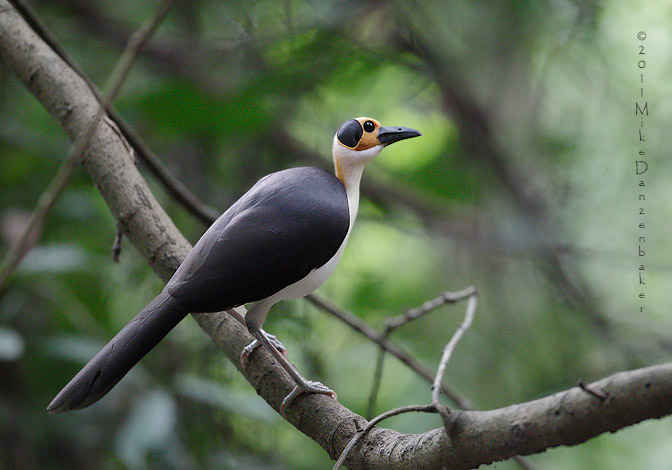 White-necked Rockfowl (Picathartes gymnocephalus) photo image