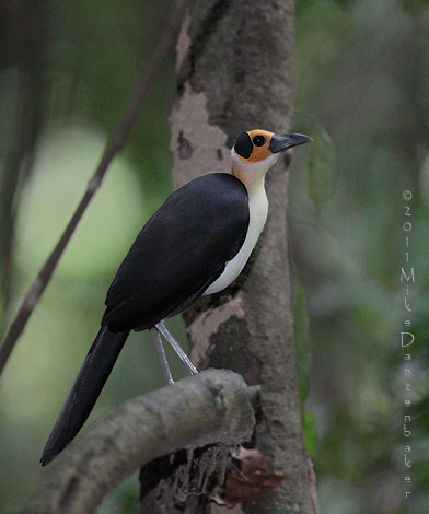White-necked Rockfowl (Picathartes gymnocephalus) photo image