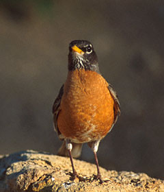 American Robin (Turdus migratorius) photo image