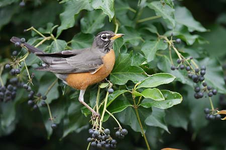 American Robin (Turdus migratorius) photo image