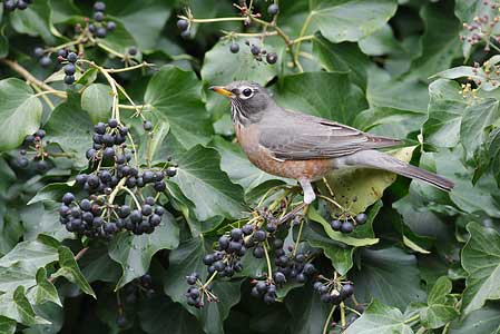 American Robin (Turdus migratorius) photo image