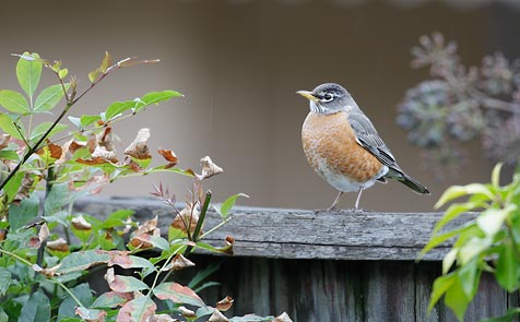 American Robin (Turdus migratorius) photo image
