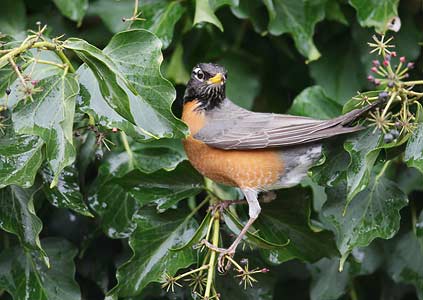 American Robin (Turdus migratorius) photo image