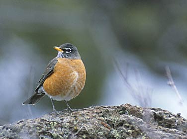 American Robin (Turdus migratorius) photo image