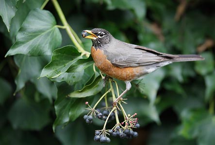 American Robin (Turdus migratorius) photo image