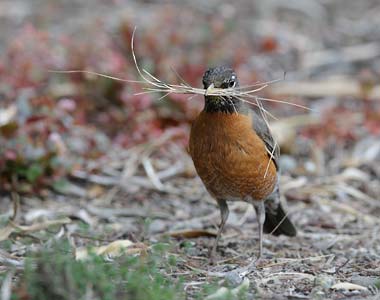 American Robin (Turdus migratorius) photo image