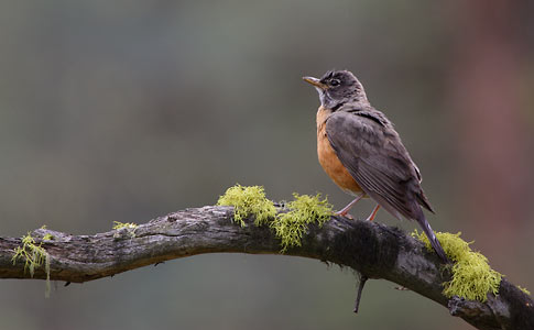 American Robin (Turdus migratorius) photo image