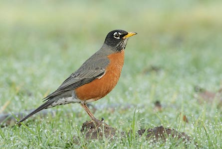 American Robin (Turdus migratorius) photo image