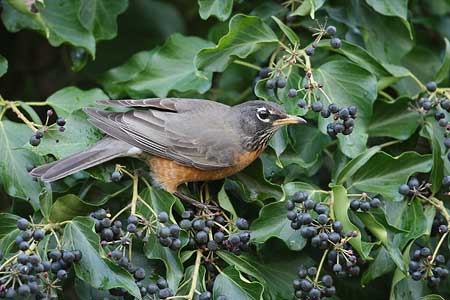 American Robin (Turdus migratorius) photo image