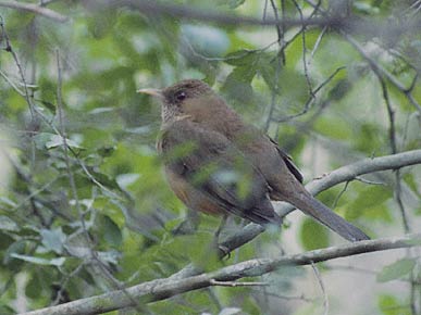 Clay-colored Thrush (Turdus grayi) photo image
