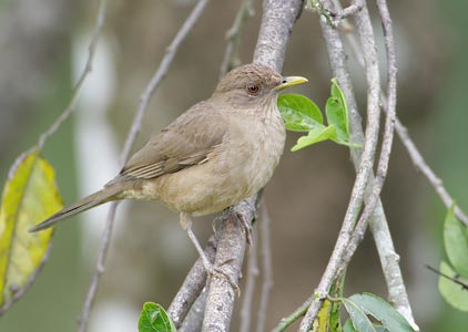 Clay-colored Robin (Turdus grayi) photo