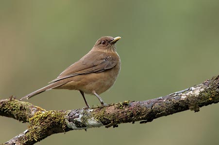 Clay-colored Robin (Turdus grayi) photo