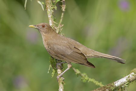 Clay-colored Robin (Turdus grayi) photo