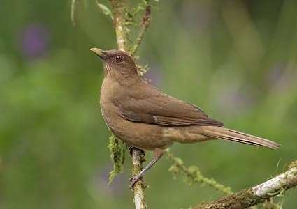 Clay-colored Robin (Turdus grayi) photo