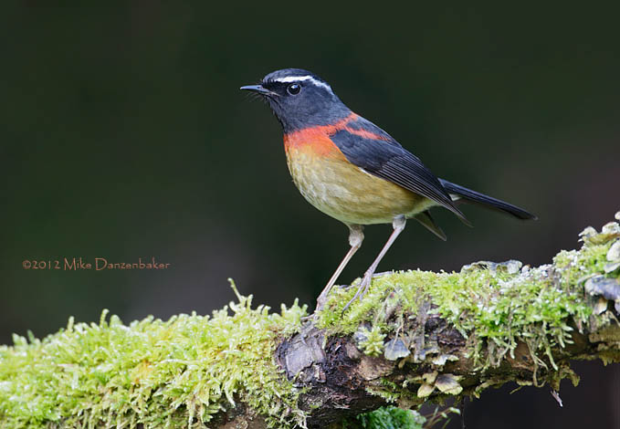 Collared Bush Robin (Tarsiger johnstoniae) photo image