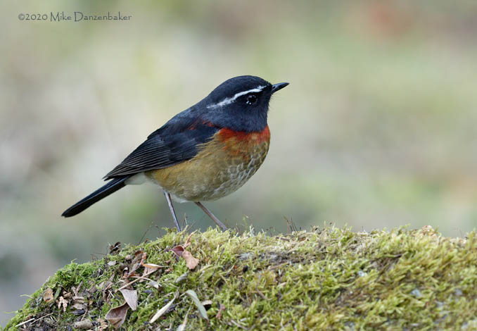 Collared Bush Robin (Tarsiger johnstoniae) photo image