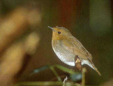 Japanese Robin (Erithacus akahige) photo image