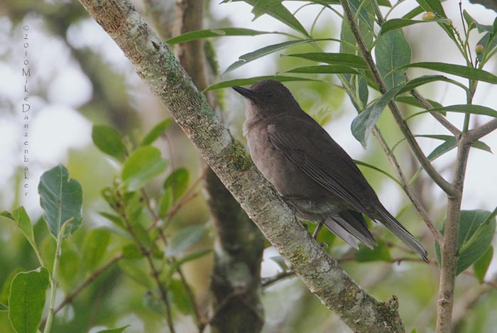 Mountain Thrush (Turdus plebejus) photo image