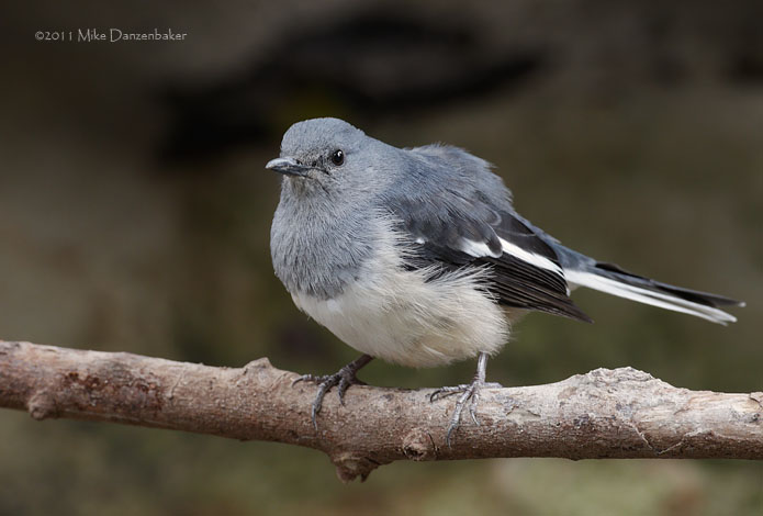 Oriental Magpie-Robin (Copsychus saularis) photo image