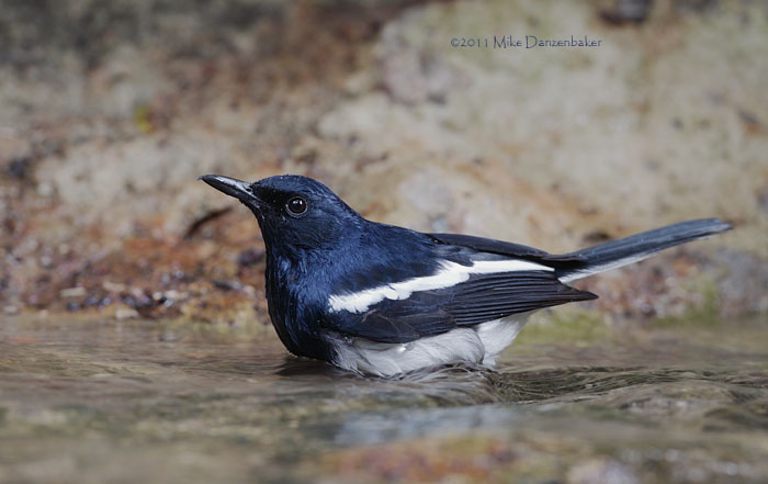 Oriental Magpie-Robin (Copsychus saularis) photo image