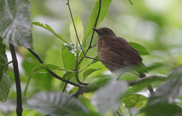 Pale-vented Thrush (Turdus obsoletus) photo