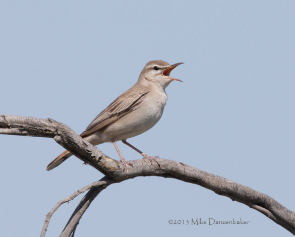 Rufous-tailed Scrub Robin (Erythropygia galactotes) photo image