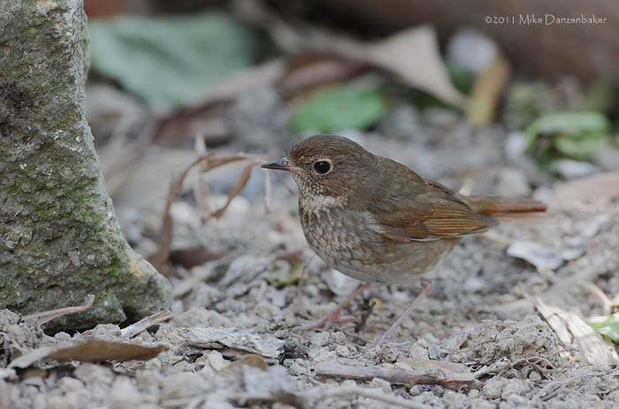 Rufous-tailed Robin (Luscinia sibilans) photo