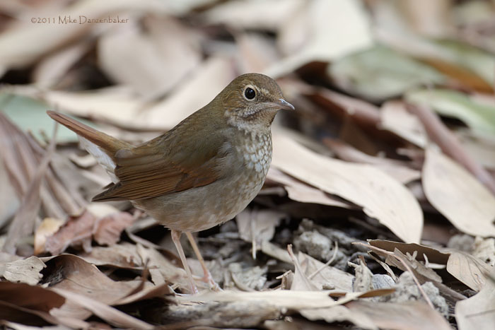 Rufous-tailed Robin (Luscinia sibilans) photo