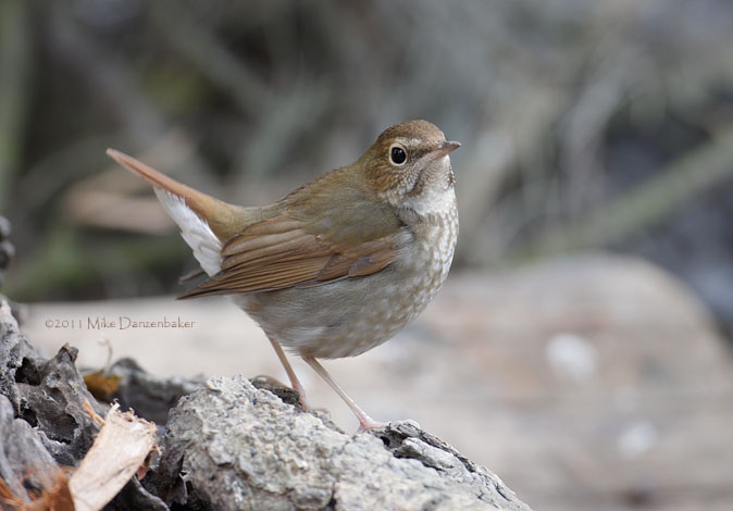 Rufous-tailed Robin (Luscinia sibilans) photo