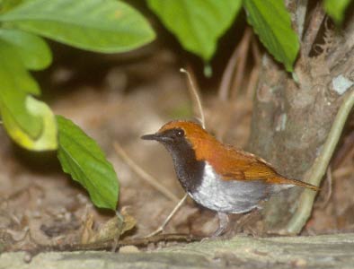 Ryukyu Robin (Erithacus komadori) photo image