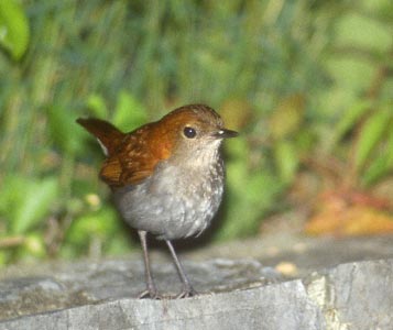 Ryukyu Robin (Erithacus komadori) photo image