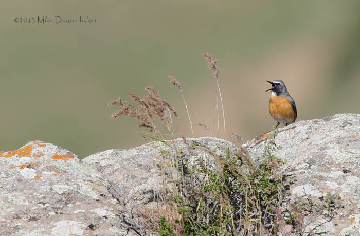 White-throated Robin (Irania gutturalis) photo