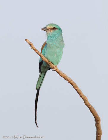 Abyssinian Roller (Coracias abyssinicus) photo image
