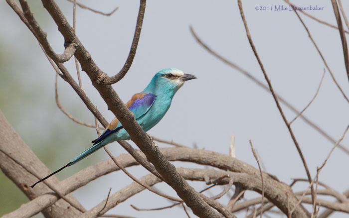 Abyssinian Roller (Coracias abyssinicus) photo image