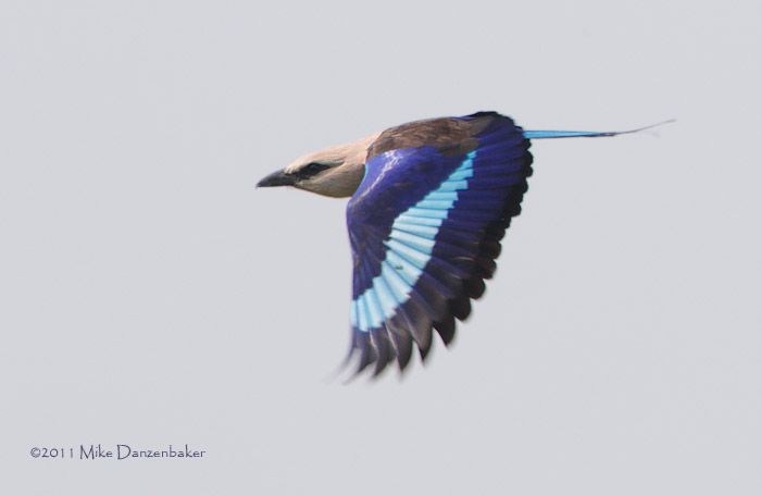 Blue-bellied Roller (Coracias cyanogaster) photo image