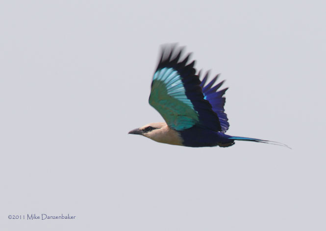 Blue-bellied Roller (Coracias cyanogaster) photo image