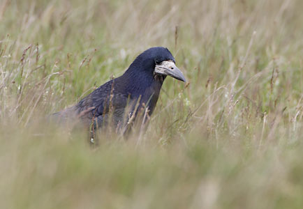 Rook (Corvus frugilegus) photo image