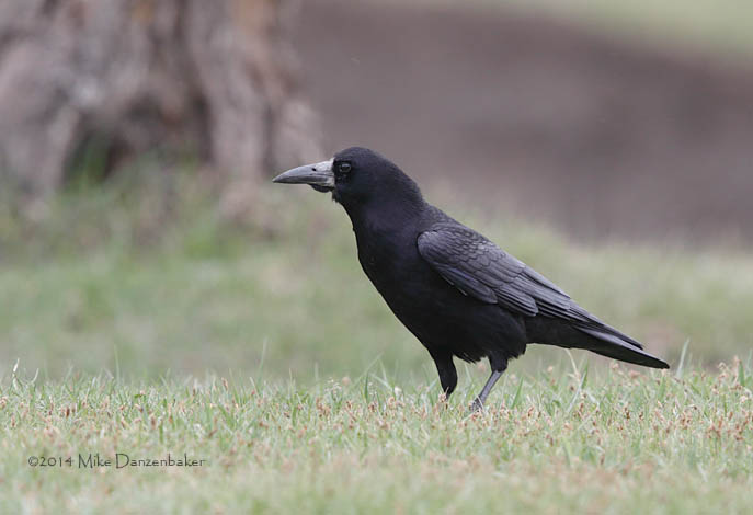 Rook (Corvus frugilegus) photo image