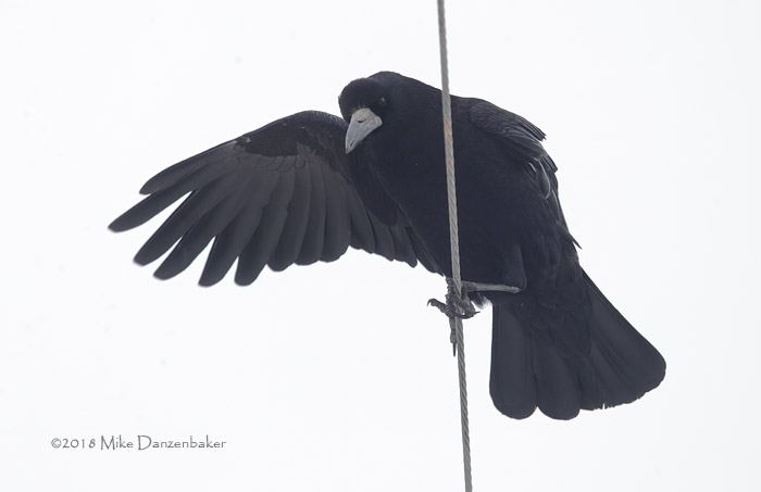 Rook (Corvus frugilegus) photo image