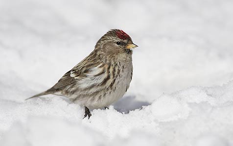 Common Redpoll (Carduelis flammea) photo image