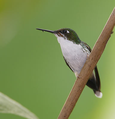 Booted Racket-tail (Ocreatus underwoodii) photo image